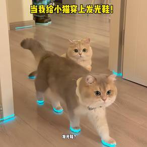 Cat Glowing Tape, Shoe Toy, Puppy Pet Shoe, Reflec