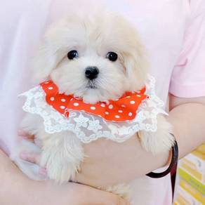 Maltese