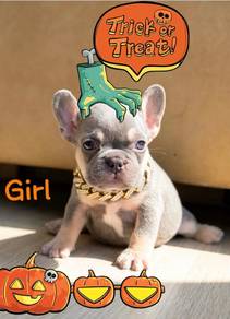 FRENCH BULLDOG PUPPIES VIP827🌻 Cute Puppy Female