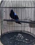 Burung tarung jantan