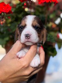 beagle5