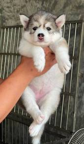 SIBERIAN HUSKY PUPPIES Sb227🌻 Male-Female