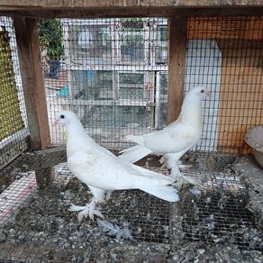 Merpati Putih Bulu Kaki 