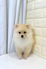 J0214 Pomeranian Thick Double Coat Puppy