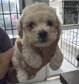 Female Toy Poodle Puppy – 5 Weeks Old