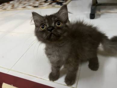 Non Standard Muchkin Cat