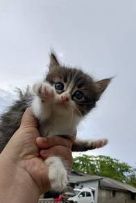 kitten 