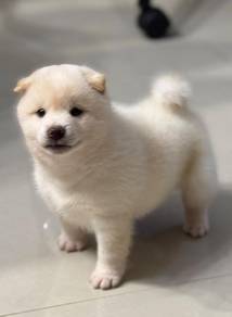 Shiba Inu
