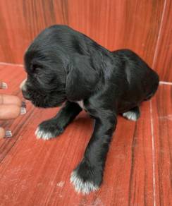 ENGLISH COCKER SPANIEL PUPPIES C155🌻 Male