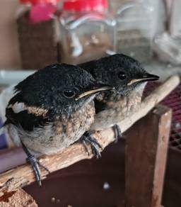 Anak Burung Murai Kampung 280526