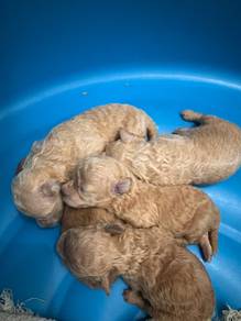 Ori Toy Poodles