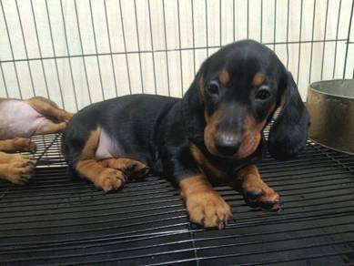 Short Hair Dachshund 001