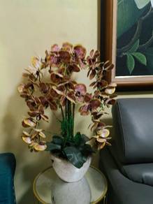 orkid latex, orchid 