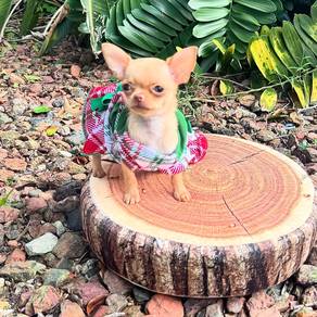 chihuahua
