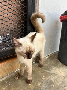 American Curl × Maine Coon × British Shorthair Mix