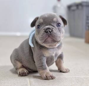 FRENCH BULLDOG PUPPIES 🌻VIP796 Boy -Girl