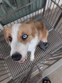 RARE Sable Merle Border Collie Purebred Blue-Eyed 