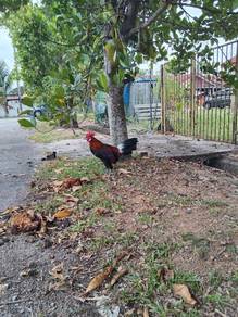 ayam hutan
