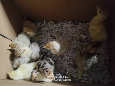 Ayam Piru