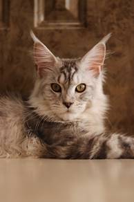 Maine Coon