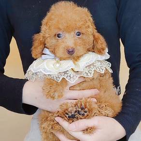Poodle