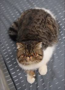 Exotic Shorthair boy