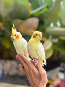 burung cockatiel lutino jinak bird parrot