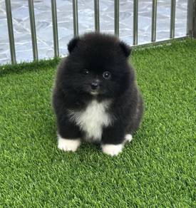 POMERANIAN PUPPIES A272 🌻 Sort of shine
