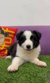 Border collie Mka certificate