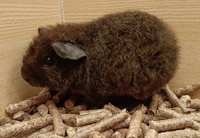 Teddy Guinea Pig