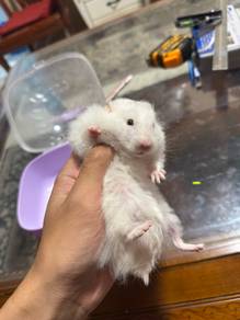 Syrian Hamster