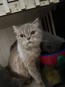 female cat