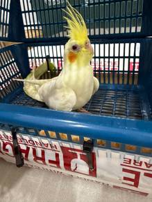 Burung cockatiel