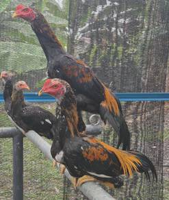 ayam ratu LHK