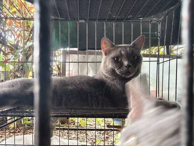 Kucing BSH