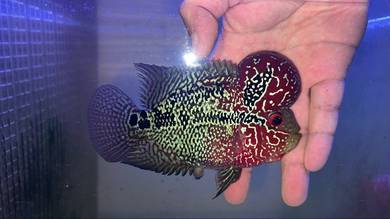 Flowerhorn Female with Huge Kok