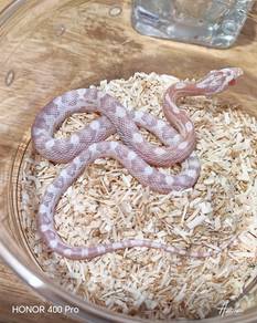 Corn Snake