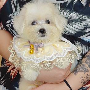 Maltese