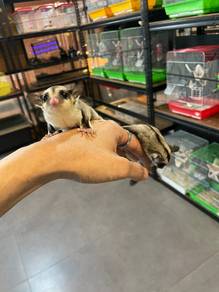 Classic grey Sugar Glider