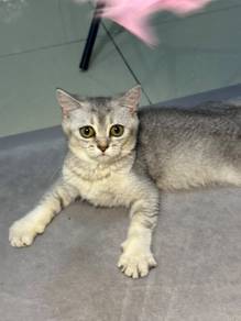 bsh 4 bulan betina