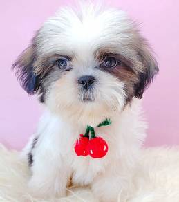 Shih Tzu