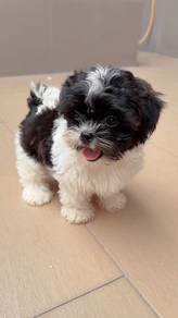 Male Shihpoo Puppy