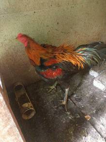 ayam laga