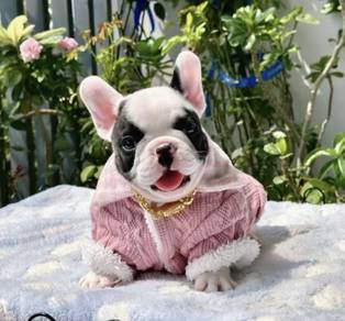 FRENCH BULLDOG PUPPIES 🌻A198 Cow Pattern New