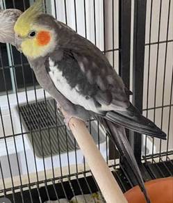 cockatiel