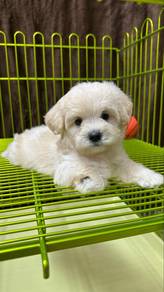 Maltipoo