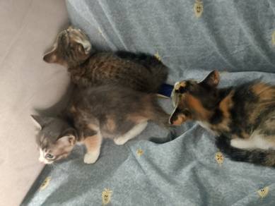 Anak kucing (free)