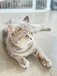 Two bsh + free gift