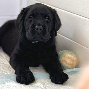 black color Labrador retriever 