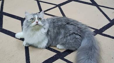 Munchkin 